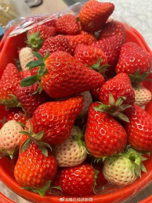 草莓国产在线,品味本土鲜甜，共筑绿色食尚