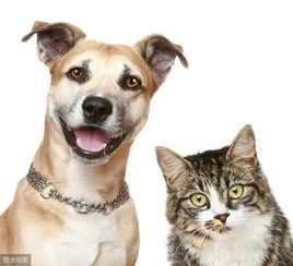 娱乐吃瓜酱小众宠物